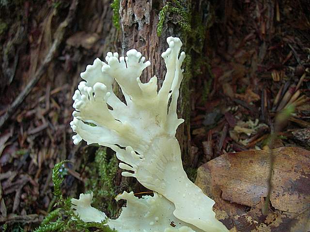 Funghi trasformisti , necrofili e sterili